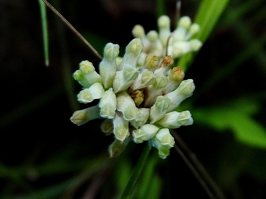 {Burmannia capitata}
